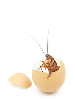 Cockroach in cracked egg Stock Photos