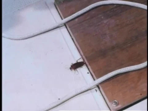 Cockroach crawling on boat floor Stock-Footage 260255386