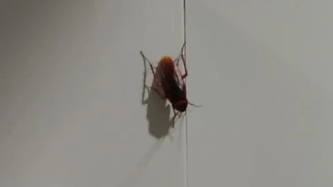 Cockroach crawling on ceramic wall Stock Footage 304739603