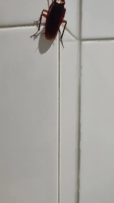 Cockroach crawling on ceramic wall Stock Footage 304743353