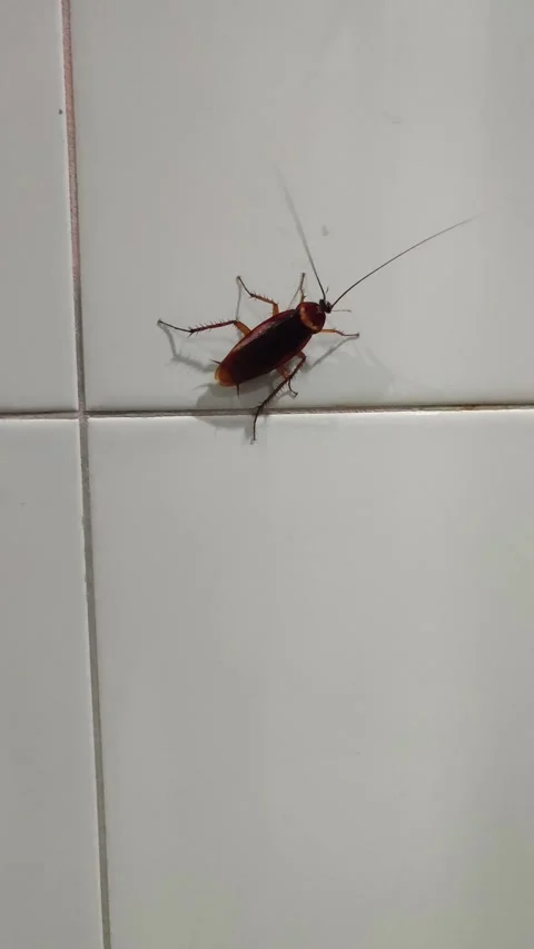 Cockroach crawling on ceramic wall Stock Footage 304745047