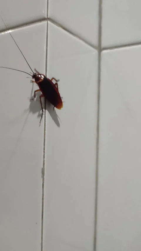Cockroach crawling on ceramic wall Stock Footage 304748199