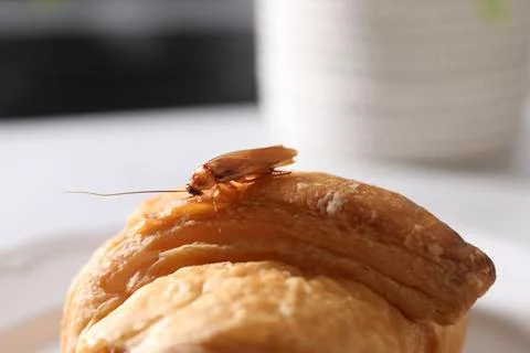 Cockroach crawling on croissant on table, closeup Stock Photos