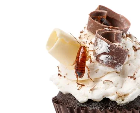 Cockroach crawling on cupcake against white background Stock Photos