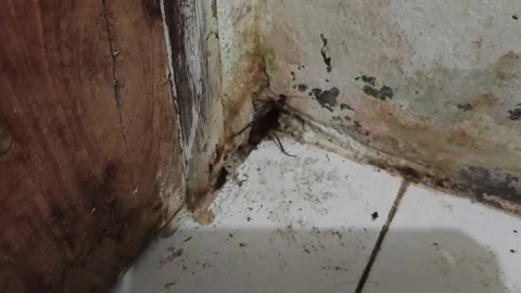 Cockroach Crawling on Dirty Wall Stock Footage 328350093