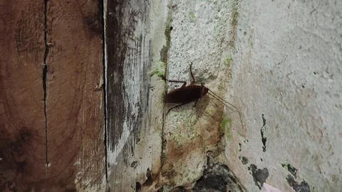 Cockroach Crawling on Dirty Wall Stock Footage 328350114