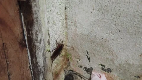 Cockroach Crawling on Dirty Wall Stock Footage 328350131