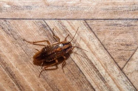 Cockroach crawling on the floor Stock Photos