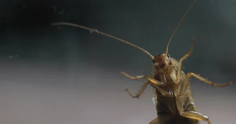 Cockroach Crawling Оn Glass Macro Stock Footage 121986366