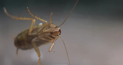 Cockroach Crawling Оn Glass Macro Stock Footage 121986570