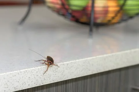 Cockroach crawling over a kitchen bench Stock Photos