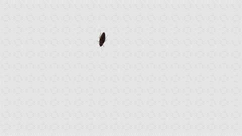 Cockroach Crawling over Lense 3D Animation with Alpha Channel Transparency Stock Footage 300845171