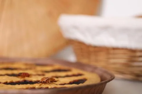 Cockroach crawling on pie in kitchen, closeup Stock Photos