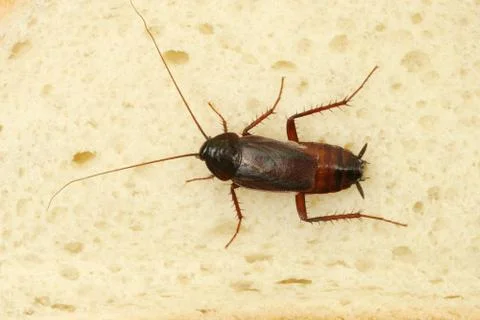 Cockroach Crawling On Slice Of Bread Foto stock