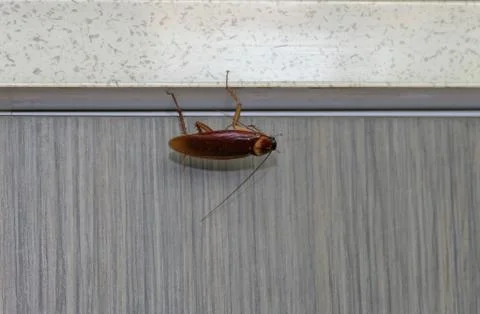 Cockroach Crawling Under A Kitchen Bench Top Stock Photos