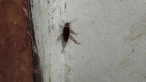 Cockroach Crawling on White Wall Pest Infestation Concept Video stock 328350092