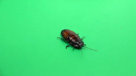Cockroach crawls . Green screen. Slow motion 스톡 동영상 88930628