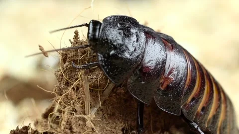 Cockroach crawls on the pressed deck. Close up. Slow motion Stock Footage 88930000