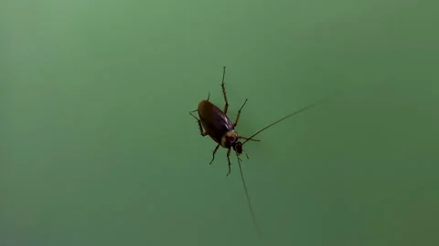 Cockroach Creeping On The Wall With Green Background. - closeup shot Video stock 345667223