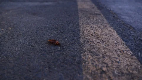 Cockroach Crossing the Road Vídeo Stock 123586604