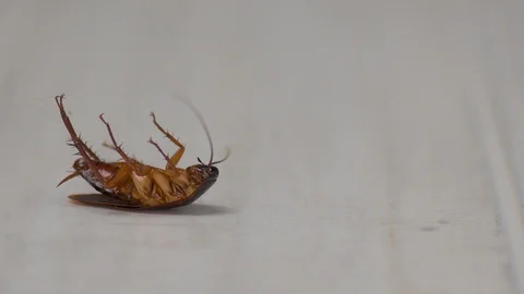 Cockroach Dead On The Floor Video stock 103153691