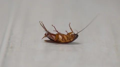 Cockroach Dead On The Floor Video stock 103983349
