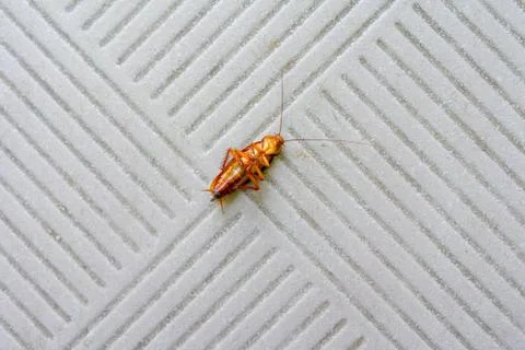 Cockroach dead on the floor. Stock Photos