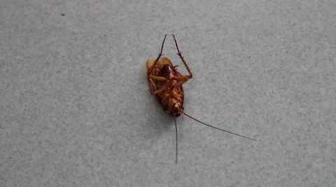 Cockroach dead on porch Stock Footage 64578242