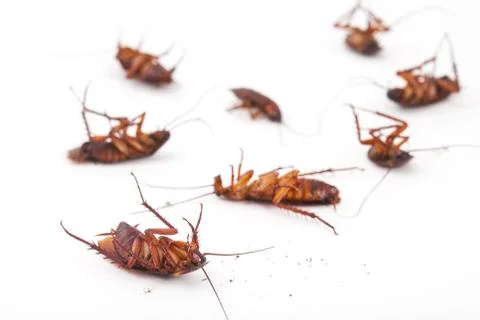 Cockroach is dead on white background Stock Photos
