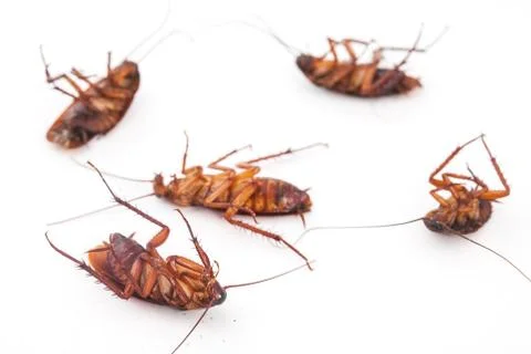 Cockroach is dead on white background Stock-Fotos