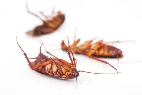 Cockroach is dead on white background Stock Photos