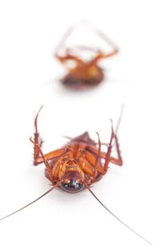 Cockroach is dead on white background Stock Photos