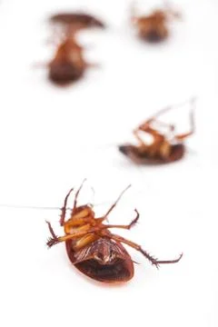 Cockroach is dead on white background Stock Photos