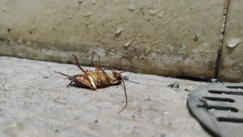 Cockroach die because it is exposed to insecticide Stock Footage 273474051