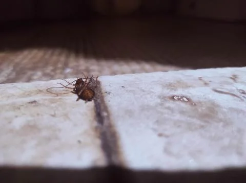 Cockroach die because it is exposed to insecticide Stock Photos