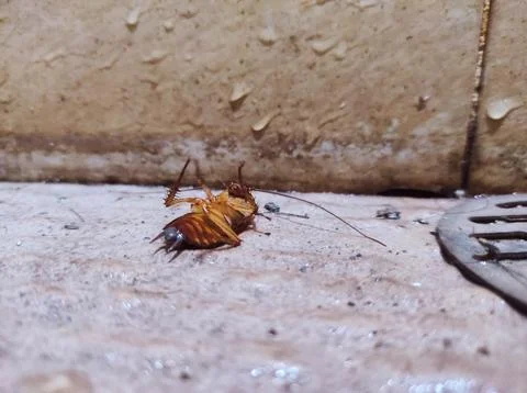 Cockroach die because it is exposed to insecticide Stock Photos