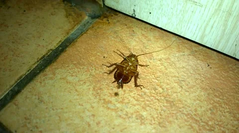 Cockroach dying Stock Footage 40738654