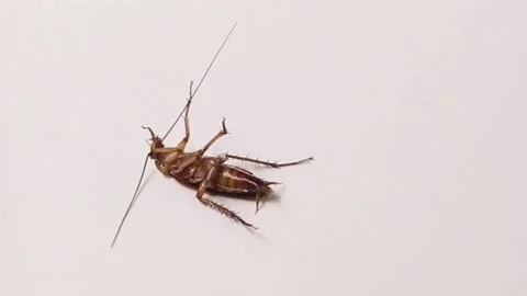 Cockroach Dying Stock-Footage 169617746