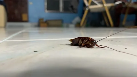 Cockroach is dying on the ground inside home close up shot. Animal concept Stock Footage 233614730