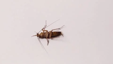 Cockroach Dying legs moving Stock-Footage 169617864