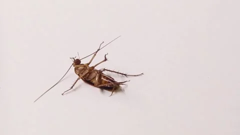 Cockroach Dying one leg moving 스톡 동영상 169617842