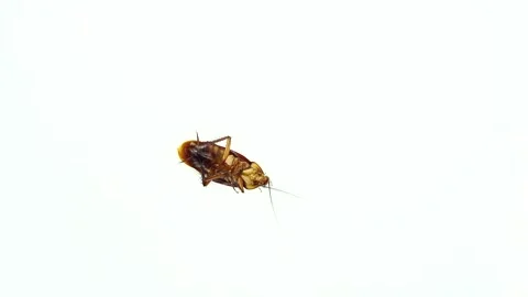 Flying Cockroach Stock Footage ~ Royalty Free Stock Videos | Pond5