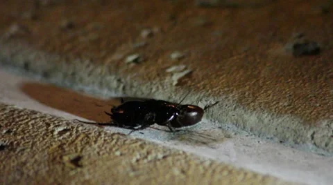 Cockroach eating a bean Stock-Footage 7761171