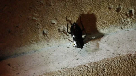 Cockroach eating a bean Stock-Footage 7761252