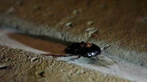 Cockroach eating a bean 库存影片 7762099