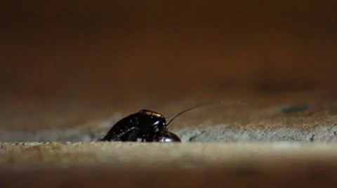 Cockroach eating a bean - Profile 库存影片 7761272