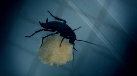 Cockroach eating bread FULL HD Stock Footage 7133006