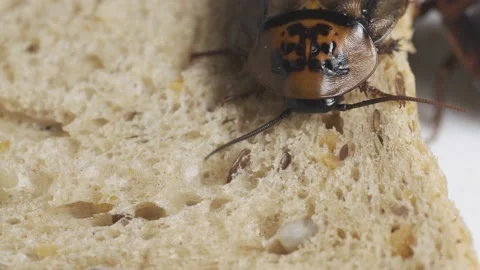 Cockroach eating bread on white background Stock Footage 151739866