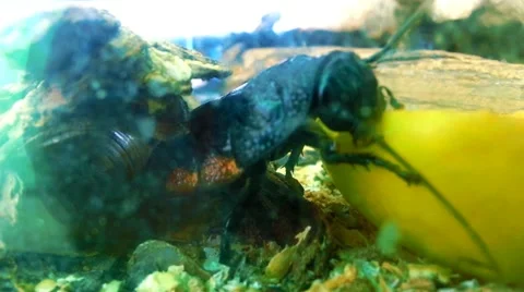 Cockroach Eating Close Up Stock Footage 39980237