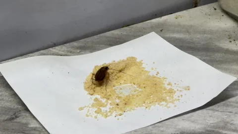 Cockroach Eats Poison Bait Powder on White Paper Over Gray Countertop Stock Footage 335542397